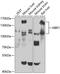 NBR1 Autophagy Cargo Receptor antibody, 19-224, ProSci, Western Blot image 