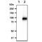 Nuclear Factor Of Activated T Cells 1 antibody, MBS200132, MyBioSource, Western Blot image 