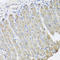 BGP antibody, STJ27961, St John