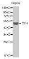 Complement Factor H antibody, MBS127184, MyBioSource, Western Blot image 