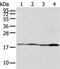 Mitochondrial import inner membrane translocase subunit Tim17-A antibody, PA5-51144, Invitrogen Antibodies, Western Blot image 