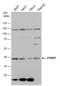 26S proteasome non-ATPase regulatory subunit 7 antibody, GTX114902, GeneTex, Western Blot image 