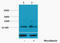 Histone Cluster 1 H1 Family Member A antibody, STJ97182, St John