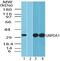 Glucosamine-6-Phosphate Deaminase 1 antibody, PA5-23236, Invitrogen Antibodies, Western Blot image 