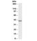 TATA-Box Binding Protein Associated Factor 7 Like antibody, R34815-100UG, NSJ Bioreagents, Western Blot image 