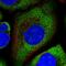 Ribosomal Protein L26 Like 1 antibody, NBP1-80812, Novus Biologicals, Immunofluorescence image 