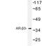 P26255 antibody, LS-C177391, Lifespan Biosciences, Western Blot image 