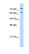 Nucleolin antibody, GTX47364, GeneTex, Western Blot image 