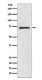 SRY-Box 9 antibody, M00177, Boster Biological Technology, Western Blot image 