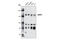 Death Associated Protein Kinase 1 antibody, 3008S, Cell Signaling Technology, Western Blot image 