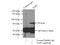 DNA Topoisomerase I antibody, 20705-1-AP, Proteintech Group, Immunoprecipitation image 