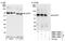 Cytoskeleton Associated Protein 4 antibody, NBP1-26643, Novus Biologicals, Western Blot image 