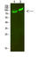 Mitogen-Activated Protein Kinase Kinase Kinase Kinase 2 antibody, A09319-1, Boster Biological Technology, Western Blot image 