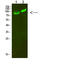 Mitogen-activated protein kinase kinase kinase kinase 2 antibody, A09319-1, Boster Biological Technology, Western Blot image 