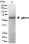 Autophagy Related 13 antibody, 23008, QED Bioscience, Western Blot image 