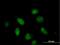 BUD31 antibody, H00008896-B02P, Novus Biologicals, Immunocytochemistry image 