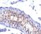 Prolactin Receptor antibody, 33-193, ProSci, Immunohistochemistry paraffin image 