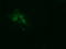 TRNA Methyltransferase 2 Homolog A antibody, LS-C174176, Lifespan Biosciences, Immunofluorescence image 