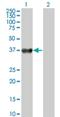 Protein boule-like antibody, H00066037-M06, Novus Biologicals, Western Blot image 