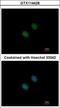 Lysine Acetyltransferase 2A antibody, GTX114428, GeneTex, Immunocytochemistry image 