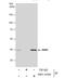 BUB3 Mitotic Checkpoint Protein antibody, NBP1-33558, Novus Biologicals, Immunoprecipitation image 