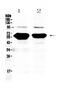 Amylase Alpha 1C (Salivary) antibody, PA5-78771, Invitrogen Antibodies, Western Blot image 