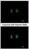 rIPK1 antibody, NBP2-16985, Novus Biologicals, Immunofluorescence image 