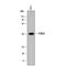Fc receptor-like A antibody, MAB7905, R&D Systems, Western Blot image 