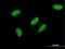 Transcription Elongation Factor A3 antibody, MA5-24565, Invitrogen Antibodies, Immunofluorescence image 