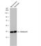 Aldolase, Fructose-Bisphosphate B antibody, NBP2-15344, Novus Biologicals, Western Blot image 