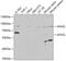 ASH2 Like, Histone Lysine Methyltransferase Complex Subunit antibody, GTX30067, GeneTex, Western Blot image 