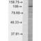 HIF1-alpha antibody, 34039, QED Bioscience, Western Blot image 