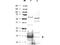 BLU antibody, TA319258, Origene, Western Blot image 