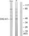 Casein Kinase 2 Alpha 1 antibody, LS-C118021, Lifespan Biosciences, Western Blot image 