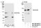 Receptor-associated protein 80 antibody, NB100-2347, Novus Biologicals, Western Blot image 