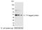 T7 epitope tag antibody, NB600-371B, Novus Biologicals, Western Blot image 