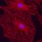 Integrin Subunit Alpha V antibody, AF1219, R&D Systems, Immunofluorescence image 