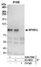 MTSS I-BAR Domain Containing 2 antibody, A304-708A, Bethyl Labs, Immunoprecipitation image 