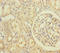 RIC8 Guanine Nucleotide Exchange Factor A antibody, LS-C676402, Lifespan Biosciences, Immunohistochemistry paraffin image 