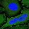 NCK Interacting Protein With SH3 Domain antibody, PA5-65592, Invitrogen Antibodies, Immunofluorescence image 