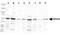Semaphorin 3B antibody, NB100-2218, Novus Biologicals, Western Blot image 
