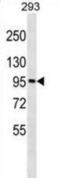 Golgin A6 Family Member A antibody, abx030274, Abbexa, Western Blot image 