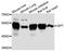 Glutamic--Pyruvic Transaminase antibody, A2814, ABclonal Technology, Western Blot image 