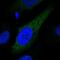 CYP2S1 antibody, HPA049227, Atlas Antibodies, Immunofluorescence image 