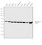 Tubulin Alpha 1a antibody, PA5-22060, Invitrogen Antibodies, Western Blot image 