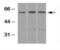 SMAD Family Member 3 antibody, NB100-56479, Novus Biologicals, Western Blot image 