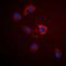 StAR Related Lipid Transfer Domain Containing 10 antibody, orb215018, Biorbyt, Immunofluorescence image 