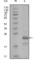 Heart And Neural Crest Derivatives Expressed 1 antibody, abx011691, Abbexa, Western Blot image 