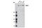 SMG1 Nonsense Mediated MRNA Decay Associated PI3K Related Kinase antibody, 9149S, Cell Signaling Technology, Western Blot image 