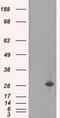 Replication Protein A2 antibody, LS-C114887, Lifespan Biosciences, Western Blot image 